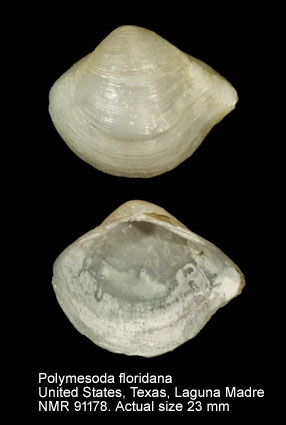 Polymesoda floridana.jpg - Polymesoda floridana (Conrad,1846)